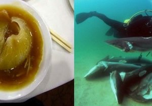 Added Protection for Sharks - Gansbaai Daily News